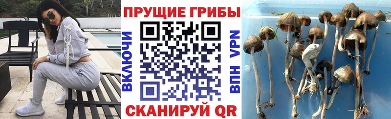 купить наркоту  Темрюк  Псилоцибиновые грибы Magic Shrooms 